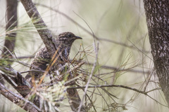 Cacomantis variolosus