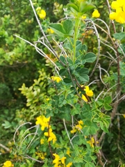 Cytisophyllum sessilifolium