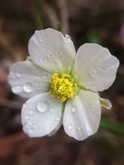 Ranunculus pyrenaeus