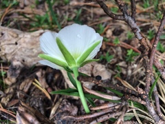 Ranunculus pyrenaeus