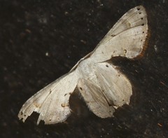Uraniidae