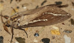 Abantiades argyrosticha