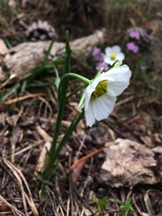 Ranunculus pyrenaeus