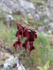 Linaria aeruginea