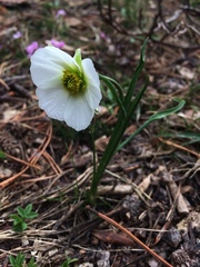 Ranunculus pyrenaeus