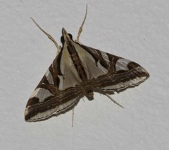 Agrioglypta excelsalis