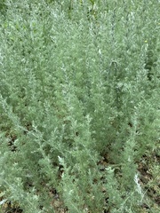 Artemisia austriaca
