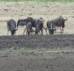 Connochaetes taurinus johnstoni