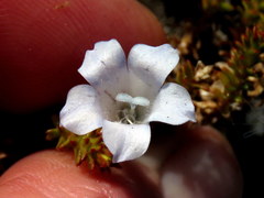 Roella recurvata