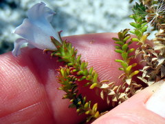 Roella recurvata
