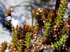 Roella recurvata