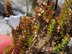 Roella recurvata