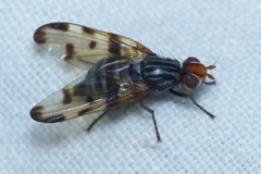 Otites porcus