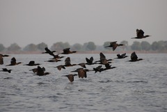 Phalacrocorax fuscicollis