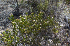 Lachnaea filicaulis