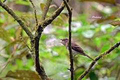 Cnemotriccus fuscatus