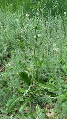 Cichorium intybus