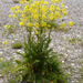 Bunias orientalis - Photo (c) Schurdl,  זכויות יוצרים חלקיות (CC BY-SA)