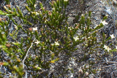 Lachnaea filicaulis