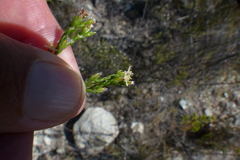 Lachnaea filicaulis