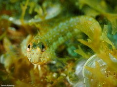 Parablennius goreensis