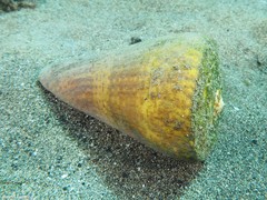 Conus canariensis