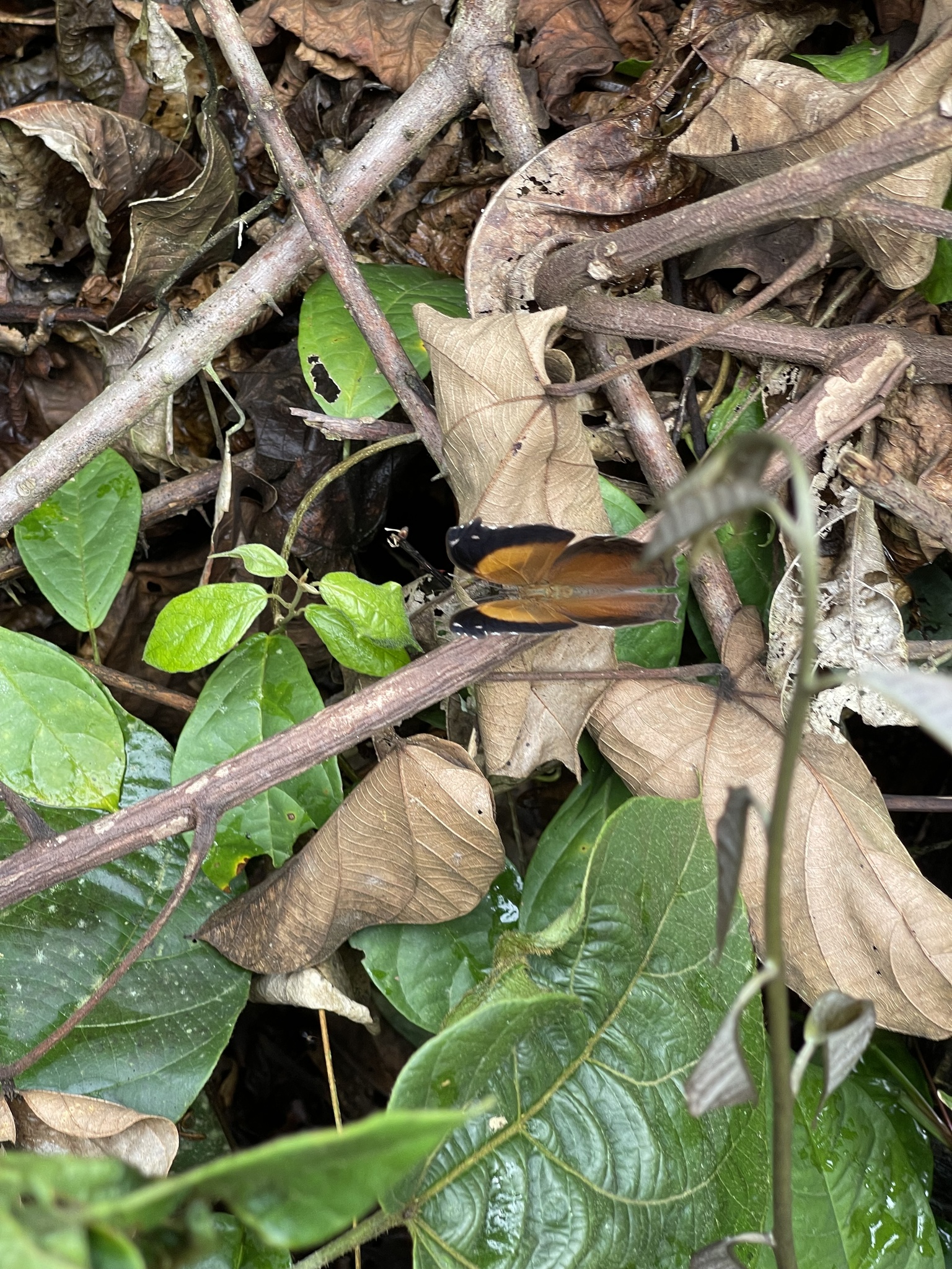 Salamis cacta Fabricius, 1793