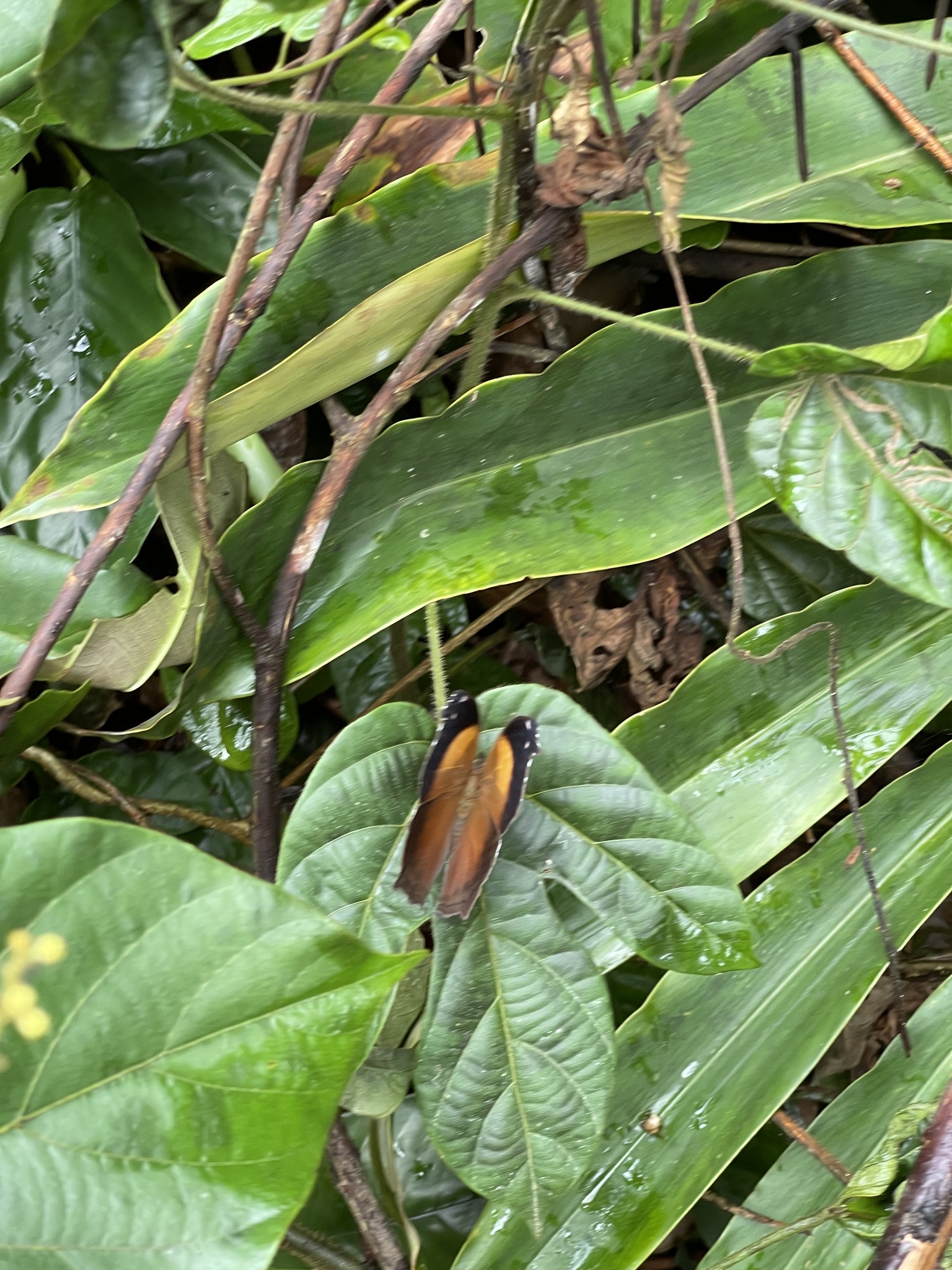 Salamis cacta Fabricius, 1793