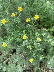 Potentilla argentea