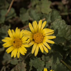 Arctotis arctotoides