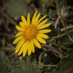 Arctotis arctotoides