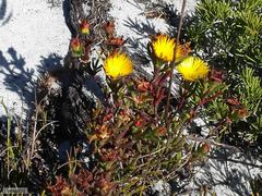 Lampranthus bicolor