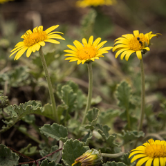 Arctotis arctotoides