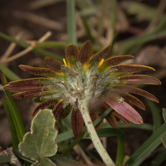 Arctotis arctotoides