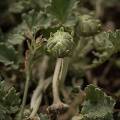 Arctotis arctotoides