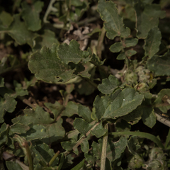 Arctotis arctotoides