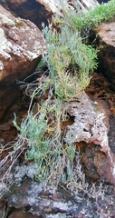 Salicornia littorea