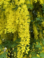 Laburnum anagyroides