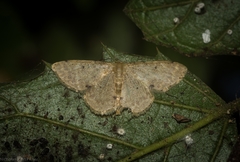 Idaea pilosata