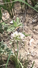 Plebejus melissa