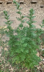 Artemisia absinthium