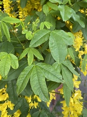 Laburnum anagyroides