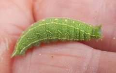 Apaturinae