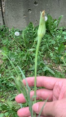 Tragopogon dubius