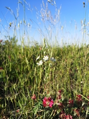 Ornithogalum pyramidale