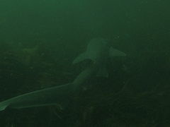 Notorynchus cepedianus