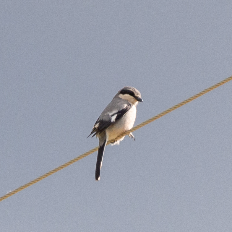Iberian Grey Shrike