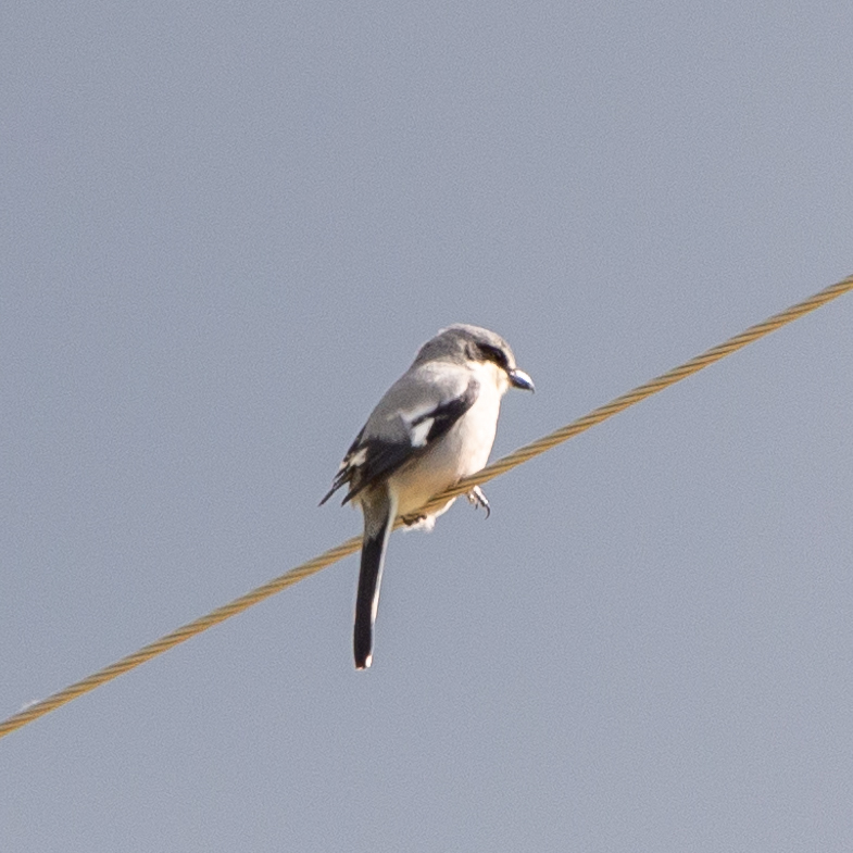 Iberian Grey Shrike