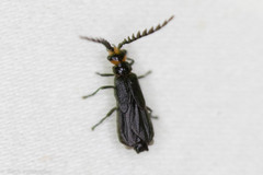 Tytthonyx erythrocephala