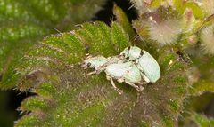 Phyllobius virideaeris